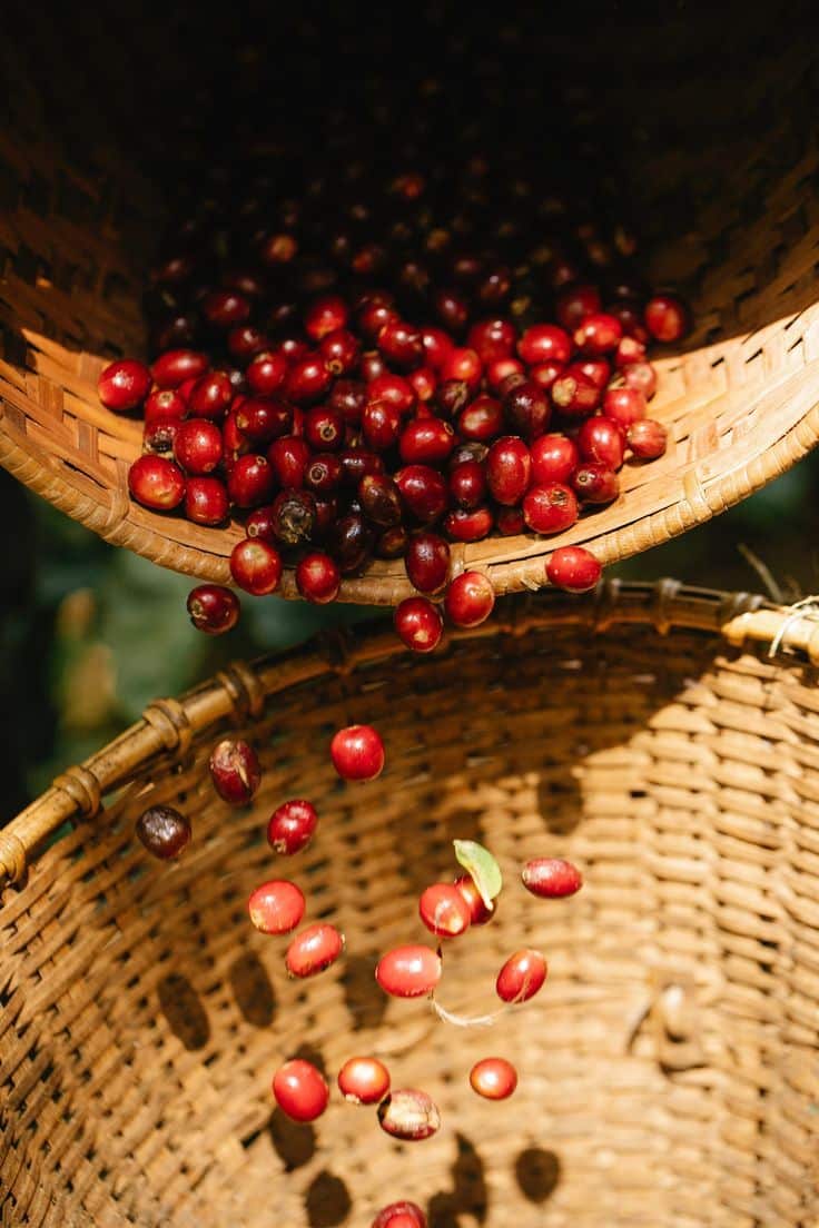 Grano de Cafe Natural